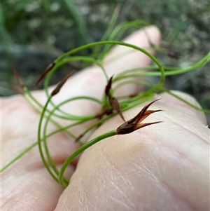Caustis flexuosa at Kangaroo Valley, NSW - suppressed