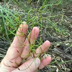 Caustis flexuosa at Kangaroo Valley, NSW - suppressed