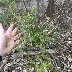 Caustis flexuosa at Kangaroo Valley, NSW - suppressed