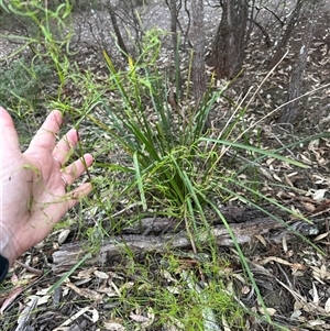 Caustis flexuosa at Kangaroo Valley, NSW - suppressed