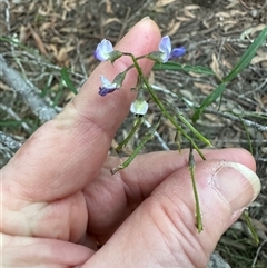 Glycine clandestina at Kangaroo Valley, NSW - 15 Apr 2025 05:06 PM