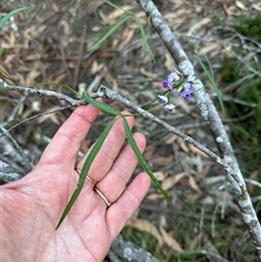 Glycine clandestina at Kangaroo Valley, NSW - 15 Apr 2025 05:06 PM