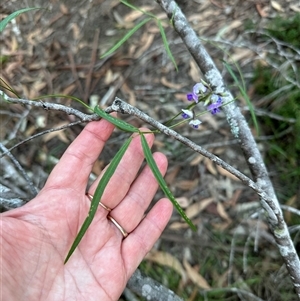 Glycine clandestina at Kangaroo Valley, NSW - 15 Apr 2025 05:06 PM