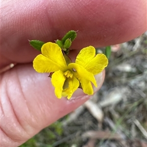 Hibbertia empetrifolia at suppressed - suppressed