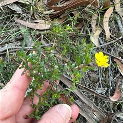 Hibbertia empetrifolia at suppressed - suppressed