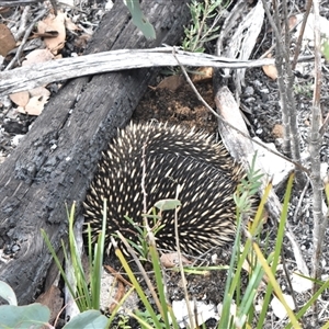 Tachyglossus aculeatus at Cotter River, ACT - 11 Apr 2025 02:01 PM