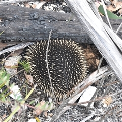 Tachyglossus aculeatus at Cotter River, ACT - 11 Apr 2025 02:01 PM