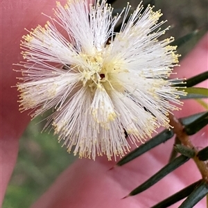 Acacia ulicifolia (Prickly Moses) at Kangaroo Valley, NSW - Yesterday by lbradley
