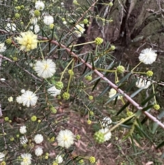 Acacia ulicifolia at Kangaroo Valley, NSW - 15 Apr 2025 04:53 PM