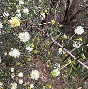 Acacia ulicifolia at Kangaroo Valley, NSW - 15 Apr 2025 04:53 PM