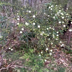 Acacia ulicifolia at Kangaroo Valley, NSW - 15 Apr 2025 04:53 PM