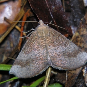 Mnesampela lenaea at Bolivia, NSW - suppressed