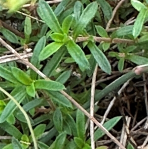 Mitrasacme polymorpha at Kangaroo Valley, NSW - 15 Apr 2025 04:52 PM