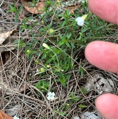 Mitrasacme polymorpha at Kangaroo Valley, NSW - 15 Apr 2025 04:52 PM