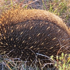 Tachyglossus aculeatus at Dry Plain, NSW - 8 Apr 2025 05:03 PM