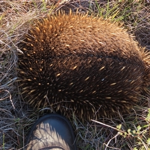 Tachyglossus aculeatus at Dry Plain, NSW - 8 Apr 2025 05:03 PM