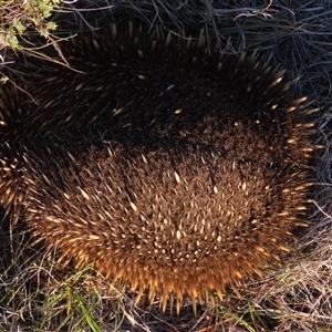 Tachyglossus aculeatus at Dry Plain, NSW - 8 Apr 2025 05:03 PM