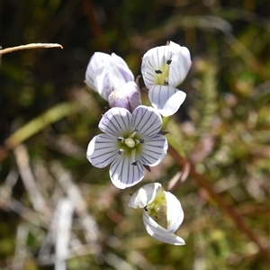 Gentianella muelleriana at Cotter River, ACT - 11 Apr 2025 by jmcleod