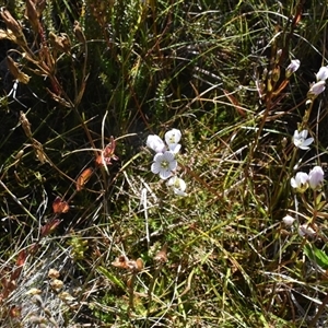 Gentianella muelleriana subsp. jingerensis at Cotter River, ACT - suppressed