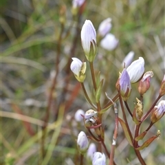 Gentianella muelleriana subsp. jingerensis at Cotter River, ACT - suppressed