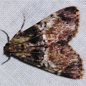 Orthaga thyrisalis at Bolivia, NSW - suppressed