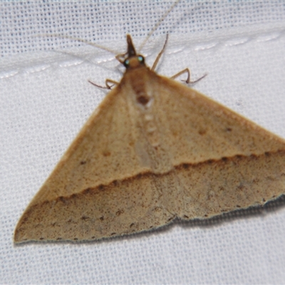 Unverified Geometer moth (Geometridae) by PJH123
