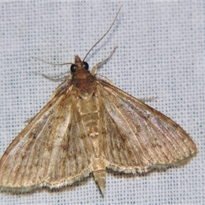 Unverified Pyralid or Snout Moth (Pyralidae & Crambidae) by PJH123
