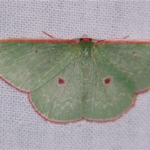 Chlorocoma cadmaria at Bolivia, NSW - suppressed