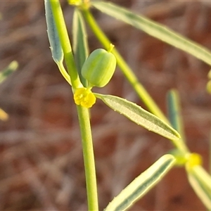 Euphorbia tannensis subsp. eremophila at Petermann, NT - 15 Apr 2025 06:08 PM