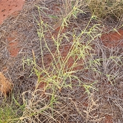 Euphorbia tannensis subsp. eremophila at Petermann, NT - 15 Apr 2025 06:08 PM