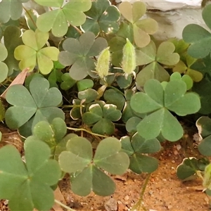 Oxalis radicosa at Yulara, NT - 15 Apr 2025 05:47 PM
