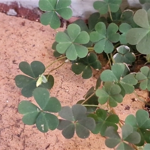 Oxalis radicosa at Yulara, NT - 15 Apr 2025 05:47 PM