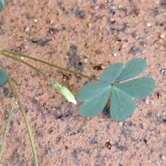 Oxalis radicosa at Yulara, NT - 15 Apr 2025 05:47 PM