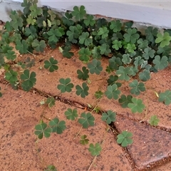 Oxalis radicosa at Yulara, NT - 15 Apr 2025 05:47 PM