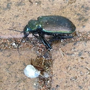 Calosoma oceanicum at Yulara, NT - 15 Apr 2025 05:47 PM
