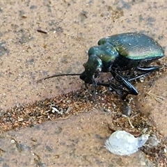 Calosoma oceanicum at Yulara, NT - 15 Apr 2025 05:47 PM