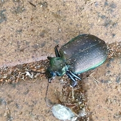Calosoma oceanicum at Yulara, NT - 15 Apr 2025 05:47 PM