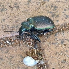 Calosoma oceanicum at Yulara, NT - 15 Apr 2025 05:47 PM