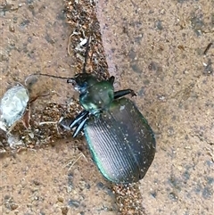 Calosoma oceanicum at Yulara, NT - 15 Apr 2025 05:47 PM