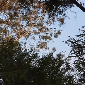 Threskiornis spinicollis at Bowning, NSW - 15 Apr 2025 05:55 PM