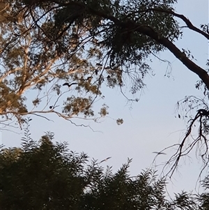Threskiornis spinicollis at Bowning, NSW - 15 Apr 2025 05:55 PM