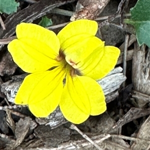 Goodenia hederacea at Kangaroo Valley, NSW - 15 Apr 2025 04:50 PM
