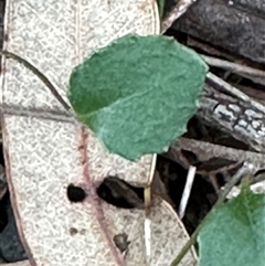 Goodenia hederacea at Kangaroo Valley, NSW - 15 Apr 2025 04:50 PM