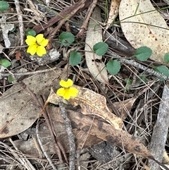 Goodenia hederacea at Kangaroo Valley, NSW - 15 Apr 2025 04:50 PM