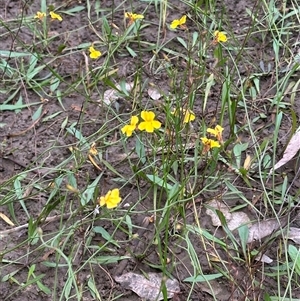 Goodenia paniculata at Kangaroo Valley, NSW - 15 Apr 2025 04:46 PM
