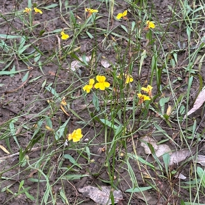 Goodenia paniculata (Branched Goodenia) at Kangaroo Valley, NSW - 15 Apr 2025 by lbradley