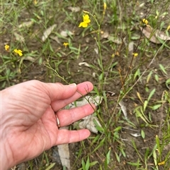Goodenia paniculata at Kangaroo Valley, NSW - 15 Apr 2025 04:46 PM