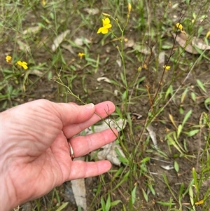Goodenia paniculata at Kangaroo Valley, NSW - 15 Apr 2025 04:46 PM