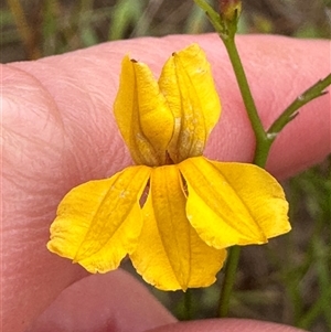 Goodenia paniculata at Kangaroo Valley, NSW - 15 Apr 2025 04:46 PM