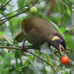 Meliphaga lewinii (Lewin's Honeyeater) at Kangaroo Valley, NSW - 15 Apr 2025 by lbradley